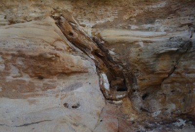 fossils-at-kutch-fossil